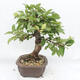 Vonkajší bonsai -Malus halliana - Maloplodé jabloň - 2/6