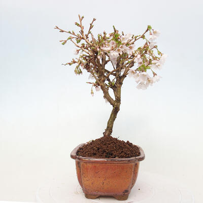 Vonkajší bonsai - Prunus incisa Kojou-no mai-Slivoň vyrezaná - 2