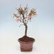 Vonkajší bonsai - Prunus incisa Kojou-no mai-Slivoň vyrezaná - 2/6