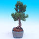 Vonkajší bonsai -Borovice drobnokvetá - Pinus parviflora glauca - 2/7