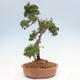 Vonkajšie bonsai - Juniperus chinensis Kishu -Jalovec čínsky - 2/4