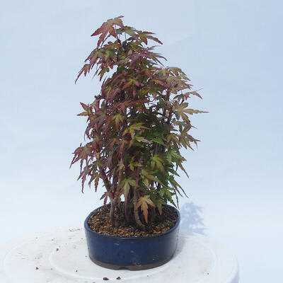 Acer palmatum - Javor dlanitolistý - lesík - 2