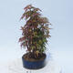 Acer palmatum - Javor dlanitolistý - lesík - 2/5
