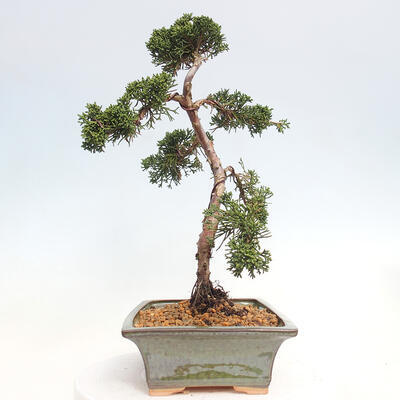 Vonkajšie bonsai - Juniperus chinensis Kishu -Jalovec čínsky - 2