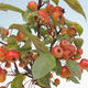 Vonkajšie bonsai - Malus halliana - Maloplodé jabloň - 2/5