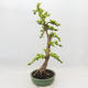 Izbová bonsai - Durant erecta aurea - 2/5