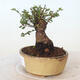 Vonkajšie bonsai - Ulmus parvifolia SAIGEN - malolistá brest - 2/6