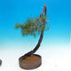 Vonkajšie bonsai - Pinus Sylvestris - Borovica lesná - 2/3
