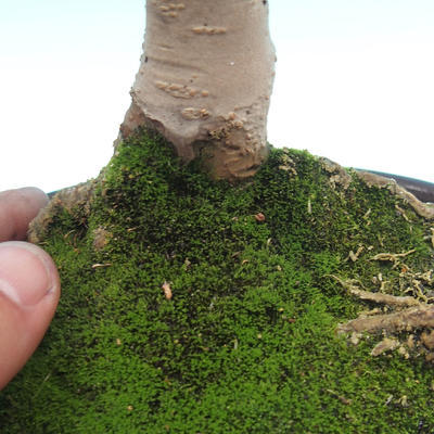 Vonkajšie bonsai - vtáčí zob Ligustrum - 2