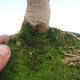 Vonkajšie bonsai - vtáčí zob Ligustrum - 2/2
