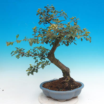 Vonkajšie bonsai - Hloh jednosemený - 2