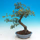 Vonkajšie bonsai - Hloh jednosemený - 2/3
