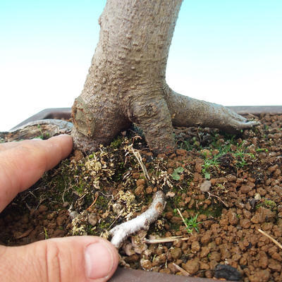 Vonkajšia bonsai-Fagus sylvatica - 2