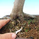Vonkajšia bonsai-Fagus sylvatica - 2/2