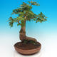 Vonkajší bonsai -Javor poľný - Acer campestre - 2/4