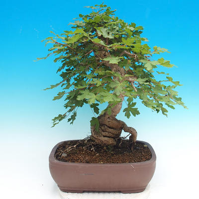 Vonkajší bonsai -Javor poľný - Acer campestre - 2