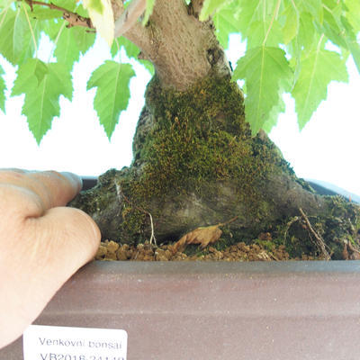 Vonkajšie bonsai - Acer ginala - Javor ohnivý - 2