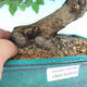 Vonkajší bonsai -Carpinus CARPINOIDES - Hrab kórejský - 2/2