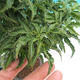 Vonkajšie bonsai - Acer palmatum SHISHIGASHIRA- Javor malolistá VB-26953 - 2/3