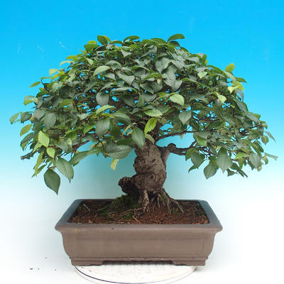 Vonkajší bonsai -Ulmus GLABRA Brest hrabolistý - 2