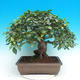 Vonkajší bonsai -Ulmus GLABRA Brest hrabolistý - 2/3