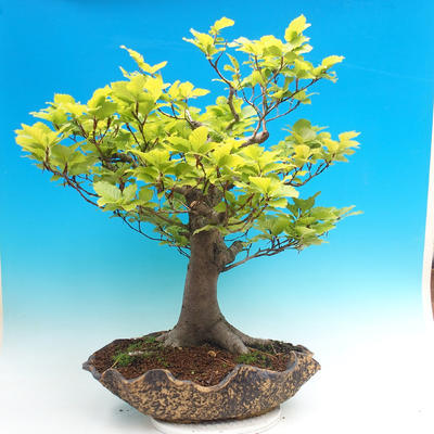 Vonkajšia bonsai-Fagus sylvatica - 2