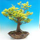 Vonkajšia bonsai-Fagus sylvatica - 2/3