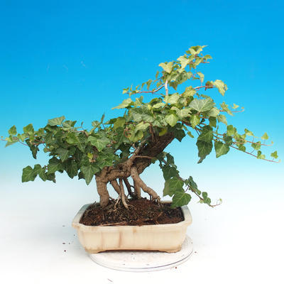 Vonkajšie bonsai- Hedera - Brečtan - 2