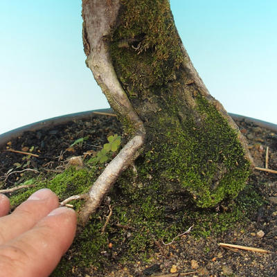 Vonkajší bonsai -Habr všeobecný - 2
