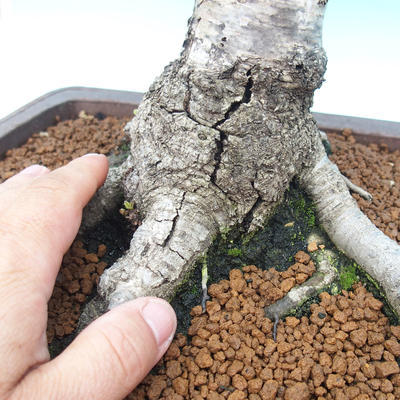Vonkajšie bonsai - Breza previsnutá - betula - 2