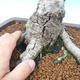 Vonkajšie bonsai - Breza previsnutá - betula - 2/2