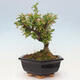 Vonkajší bonsai - Malus sergentiu - Maloplodá jabloň - 2/7