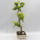 Izbová bonsai - Durant erecta aurea - 2/6