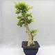 Izbová bonsai - Durant erecta aurea - 2/5