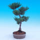 Vonkajší bonsai -Borovice drobnokvetá - Pinus parviflora glauca - 2/7
