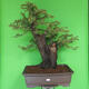 Izbová bonsai - Akacia Arabica - 2/7
