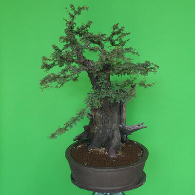 Izbová bonsai - Akacia Arabica - 2