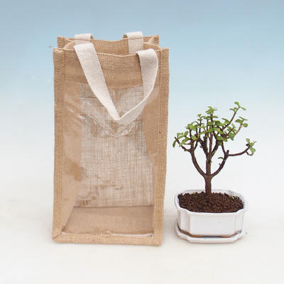 Izbová bonsai v darčekovej taške - JUTA - 2