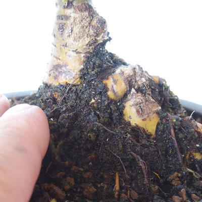 Vonkajšie bonsai - Ulmus parvifolia SAIGEN - malolistá brest - 2