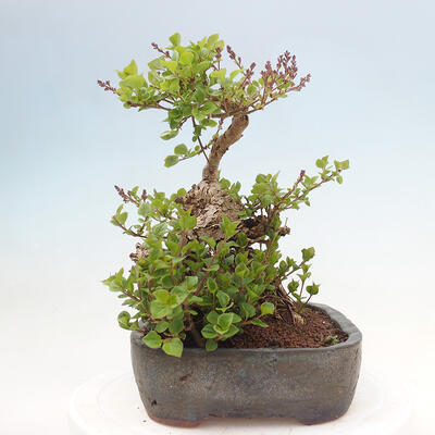 Vonkajší bonsai - Syringa Meyeri Palibin - Orgován Meyerov - 2