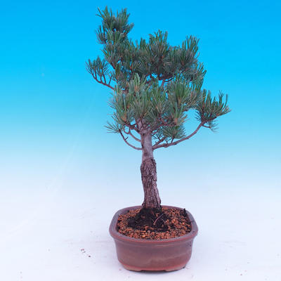 Vonkajší bonsai -Borovice drobnokvetá - Pinus parviflora glauca - 2