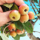 Vonkajší bonsai -Malus halliana - Maloplodé jabloň - 2/4