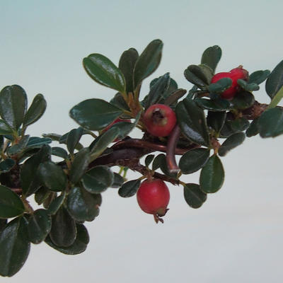 Vonkajšia bonsai- Cotoneaster-Skalník - 2