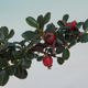 Vonkajší bonsai-Cotoneaster microcarpa var.thymifolius-Skalník - 2/5