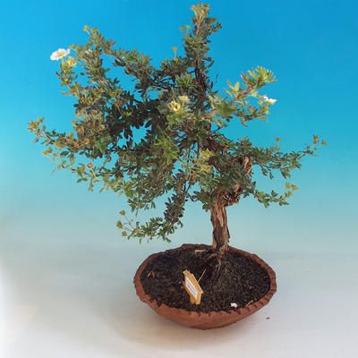 Vonkajšia bonsai-Nátržník krovitá - Dasiphora fruticosa biela - 2