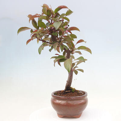 Vonkajší bonsai -Malus domestica - Maloplodá jabloň červenolistá - 2
