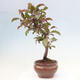 Vonkajší bonsai -Malus domestica - Maloplodá jabloň červenolistá - 2/6