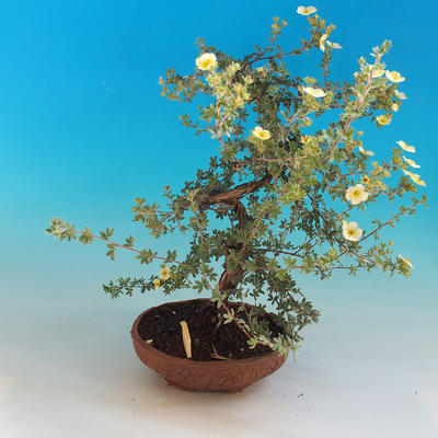 Vonkajšia bonsai-Nátržník krovitá - Dasiphora fruticosa žltá - 2