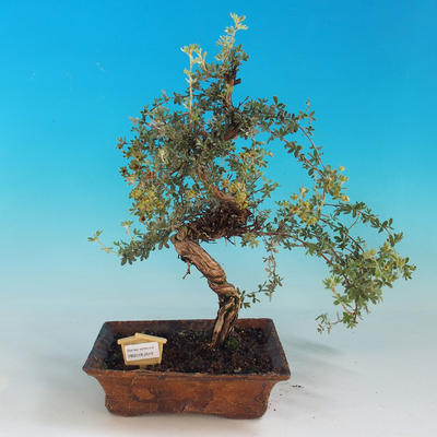 Vonkajšia bonsai-Nátržník krovitá - Dasiphora fruticosa žltá - 2