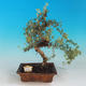 Vonkajšia bonsai-Nátržník krovitá - Dasiphora fruticosa žltá - 2/5